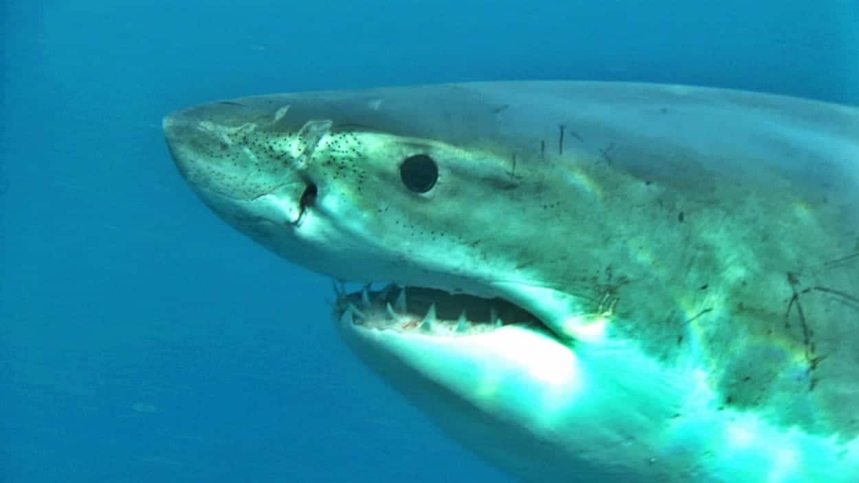 Mer rouge : un requin tue deux femmes